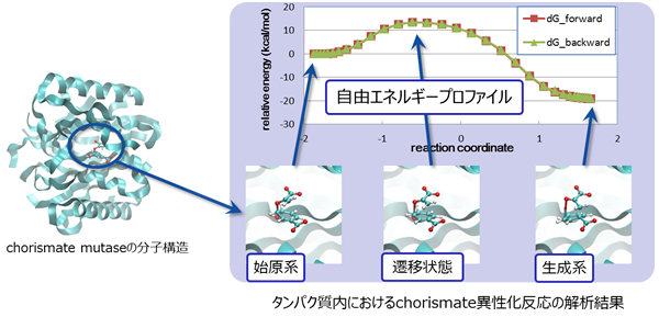 タンパク質内におけるchorismate異性化反応の解析結果
